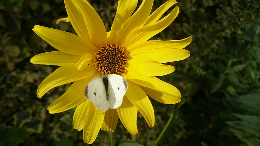 White Butterfly on Yellow Flower in Garden