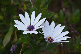 Close-up of white osteospermum flowers with purple centers