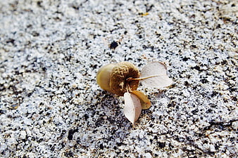 Close-up of a single acorn and dried leaves on granite