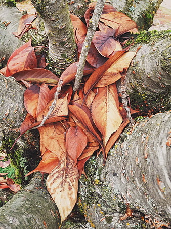 Close-up of autumn leaves nestled in mossy tree bark