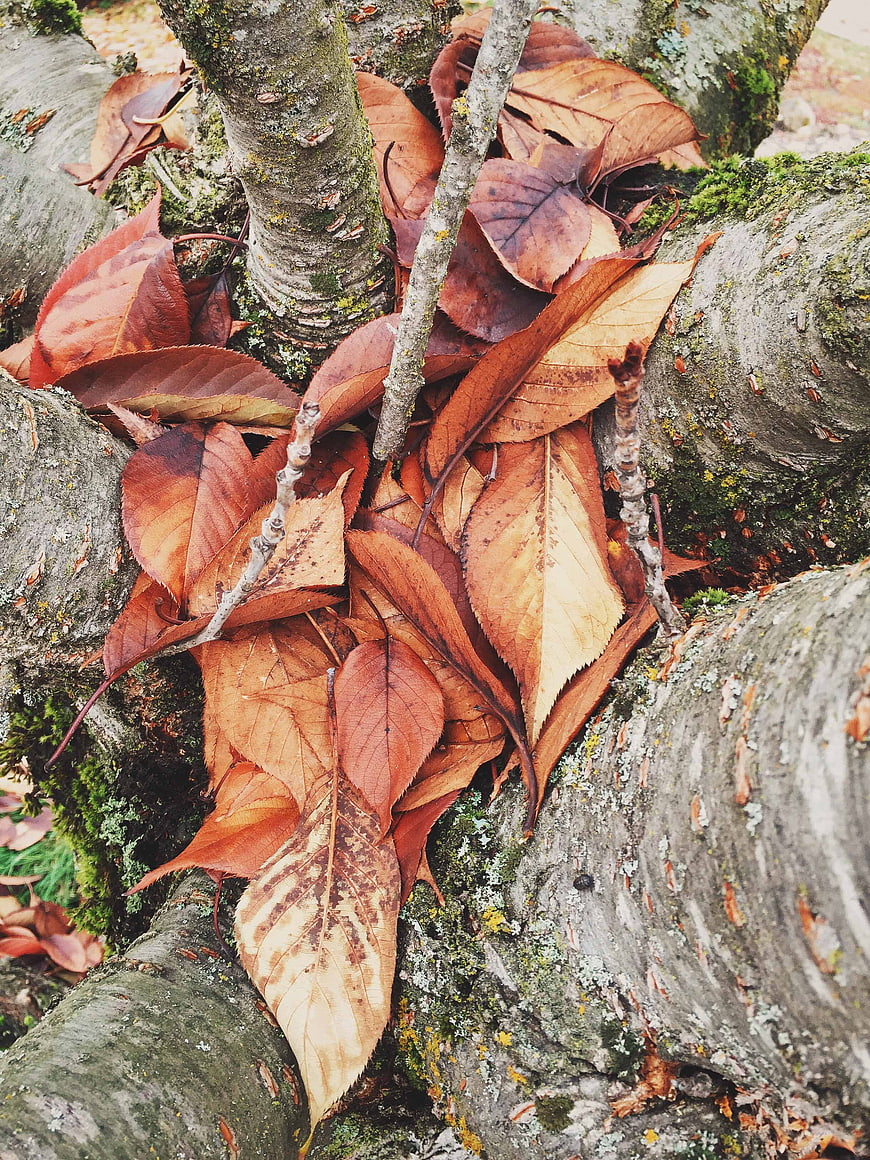 Close-up of autumn leaves nestled in mossy tree bark
