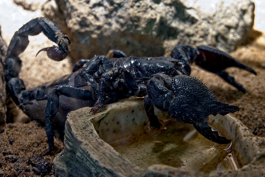 Close-up of a black scorpion drinking water from a ceramic dish