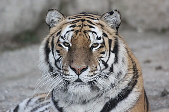 Close-up portrait of a majestic adult tiger looking forward