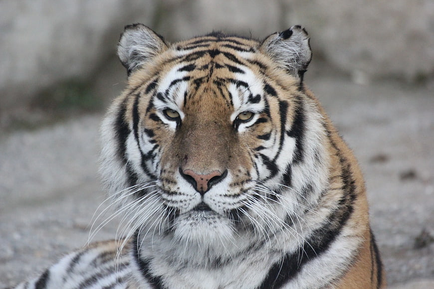 Close-up portrait of a majestic adult tiger looking forward