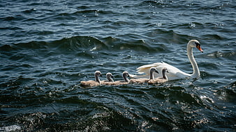 White Swan Family Swimming in Dark Rippling Water
