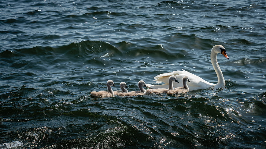 White Swan Family Swimming in Dark Rippling Water