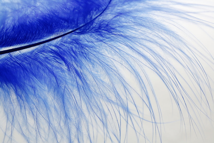 Close-up of a vibrant blue feather on white background
