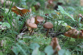 Small brown mushrooms growing in mossy forest floor
