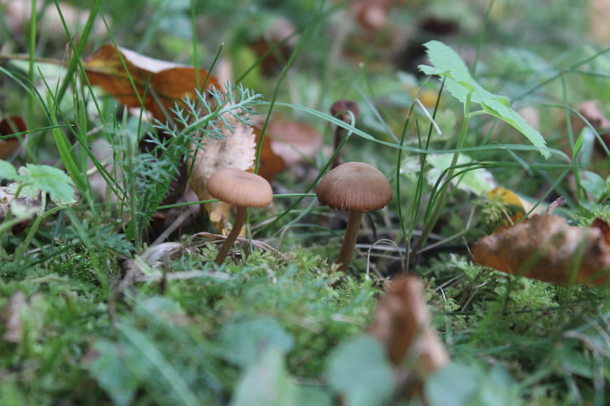 Small brown mushrooms growing in mossy forest floor