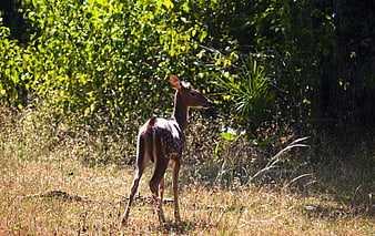 Young spotted deer standing in sunlit forest clearing