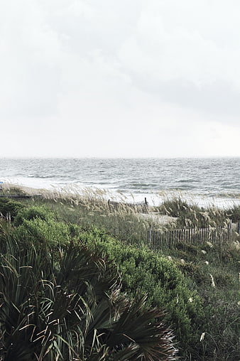 Coastal Dunes with Sea Oats and Wooden Fence Overlooking Ocean
