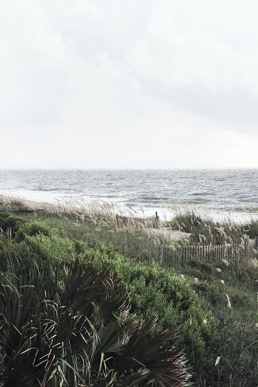 Coastal Dunes with Sea Oats and Wooden Fence Overlooking Ocean