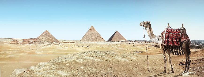 Camel with Pyramids of Giza in the Desert