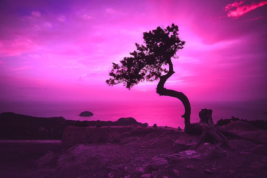Silhouette of a wind-swept tree against a vibrant pink twilight sky