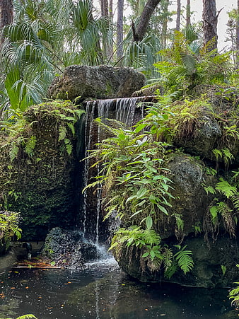 Small waterfall cascading over mossy rocks in a lush forest