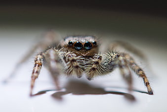 Macro close-up of a jumping spider with large eyes