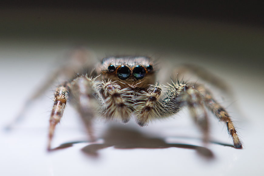 Macro close-up of a jumping spider with large eyes