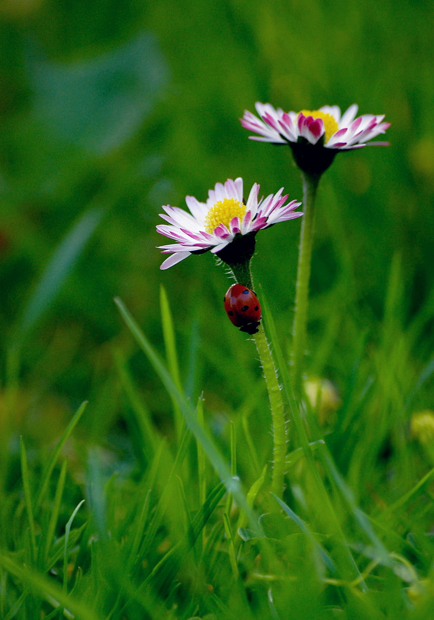 Ladybug on Daisy Stem in Green Grass