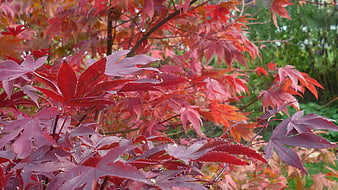 Vibrant Red Japanese Maple Leaves in Autumn