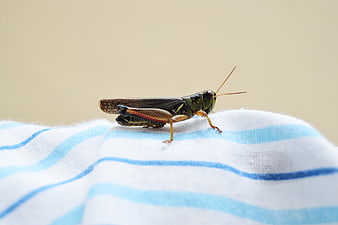 Close-up of a green grasshopper on striped fabric