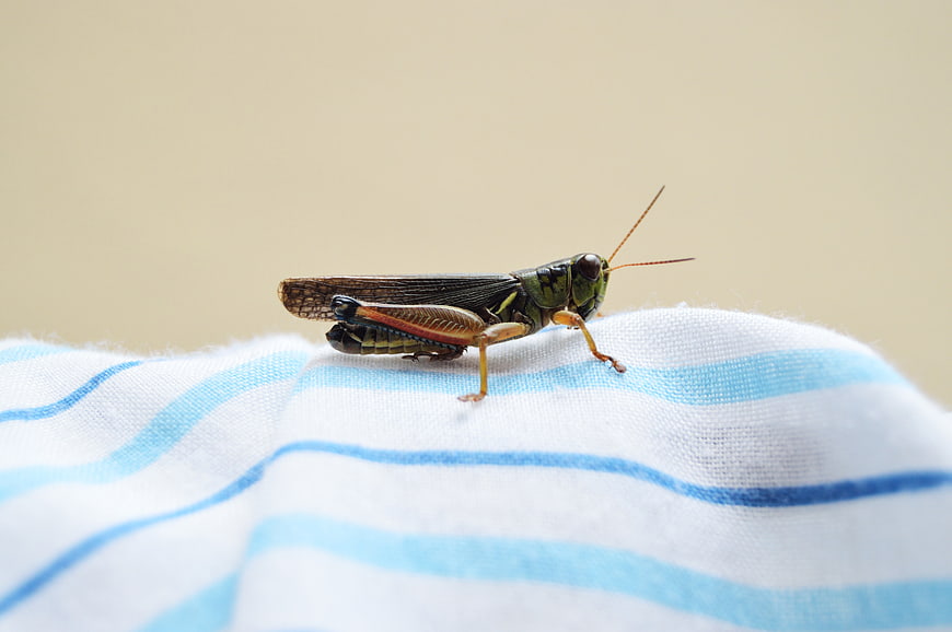 Close-up of a green grasshopper on striped fabric