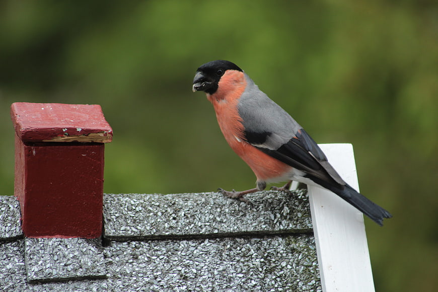 Male Bullfinch Perched on Birdhouse Roof