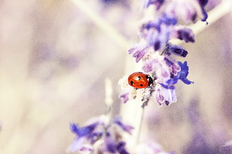 Red Ladybug on Purple Lavender Flower Close Up