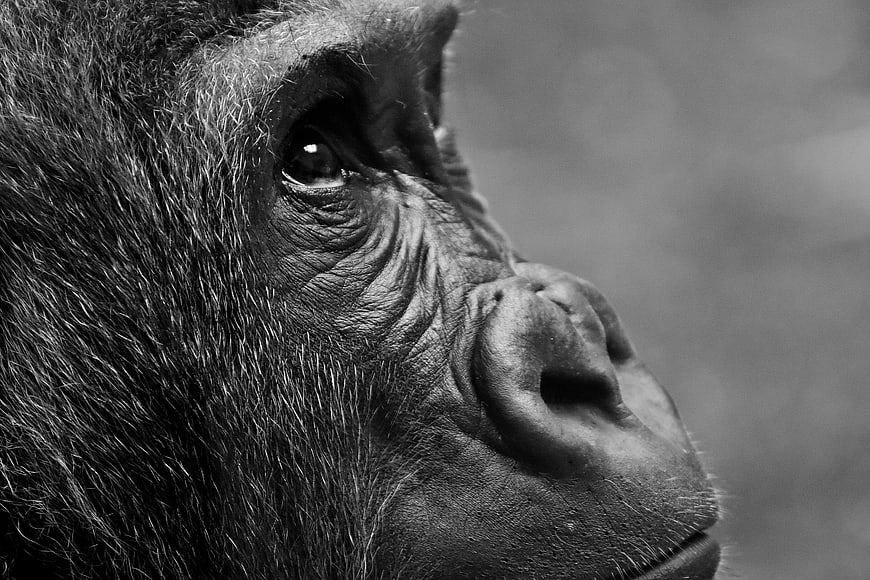 Close-up black and white portrait of a gorilla face