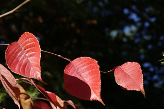 Vibrant red autumn leaves on a branch against dark background
