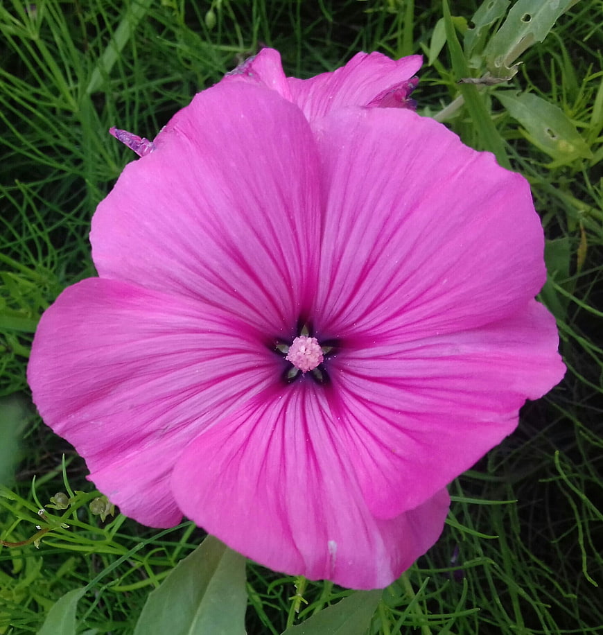 Vibrant pink hollyhock flower close-up on green grass