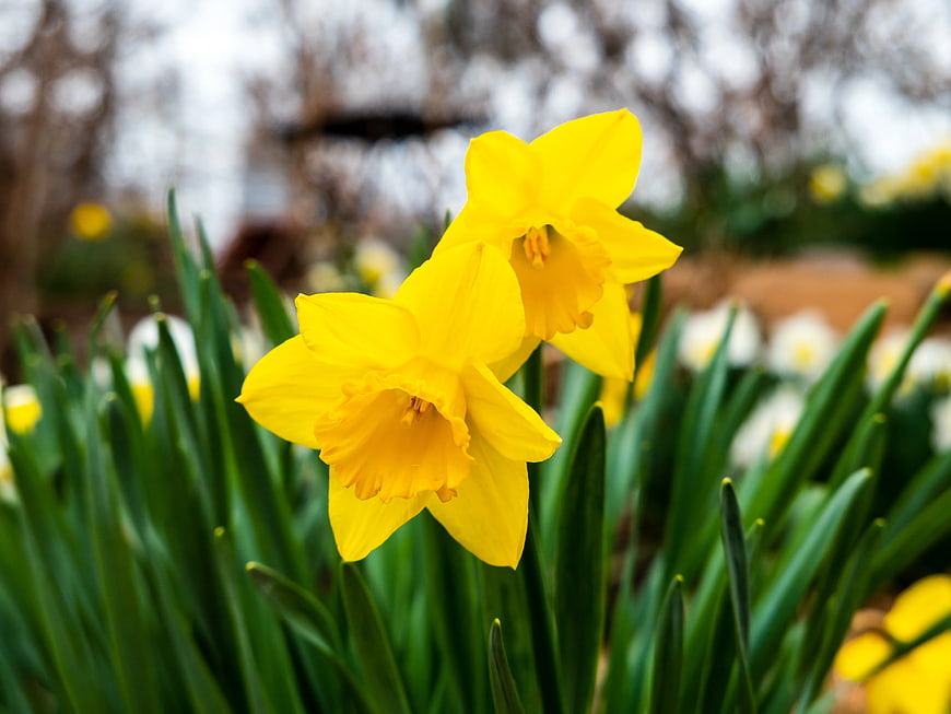 Vibrant Yellow Daffodils Blooming in Spring Garden