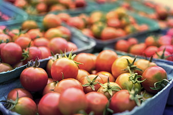 Fresh Red Tomatoes in Blue Crates at Farmers Market