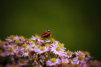 Red Admiral Butterfly on Purple Aster Flowers