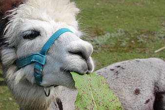 Close-up of white alpaca eating green leaf with blue halter