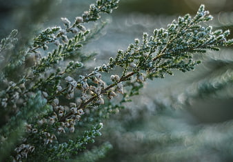 Frosty heather branch with delicate ice crystals