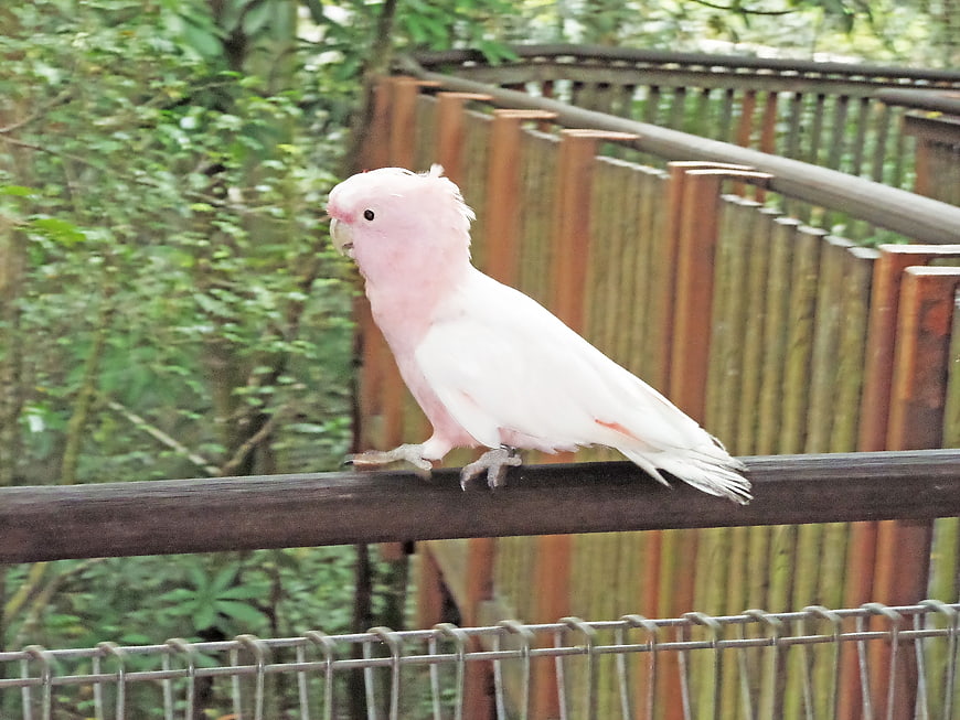 Pink Major Mitchell's Cockatoo Perched on Wooden Rail