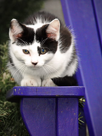 Cute Black and White Kitten on Purple Chair