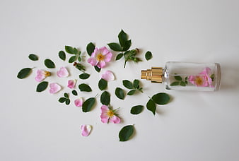 Rose perfume bottle with petals and leaves on white background