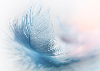 Close-up of a delicate blue feather with soft pastel background