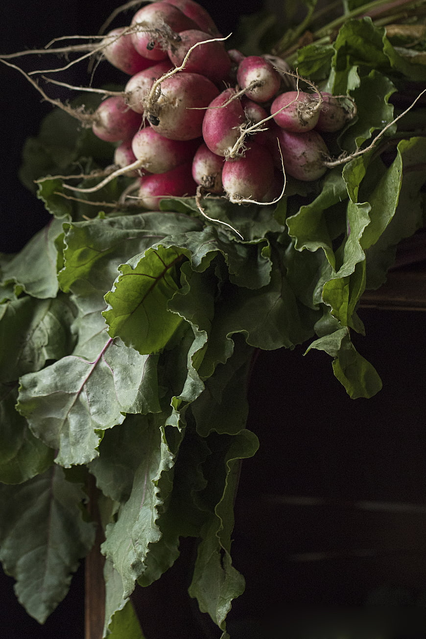 Fresh Harvested Radishes with Green Leaves on Dark Background