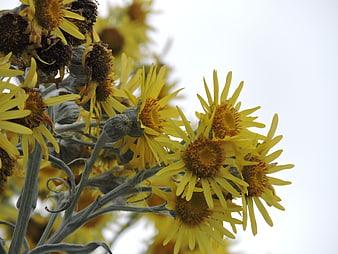 Close-up of yellow flowers with gray stems against white sky