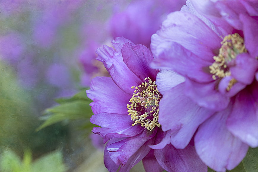 Close-up of vibrant purple peony flowers with yellow stamens