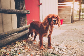 Cute brown spaniel puppy standing outside rustic wooden shed