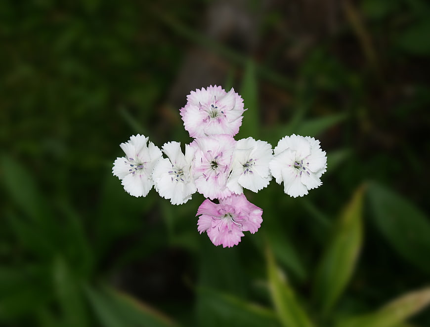 Close-up of white and pink Dianthus flowers on green background