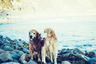 Two Golden Retrievers Standing on Rocky Beach