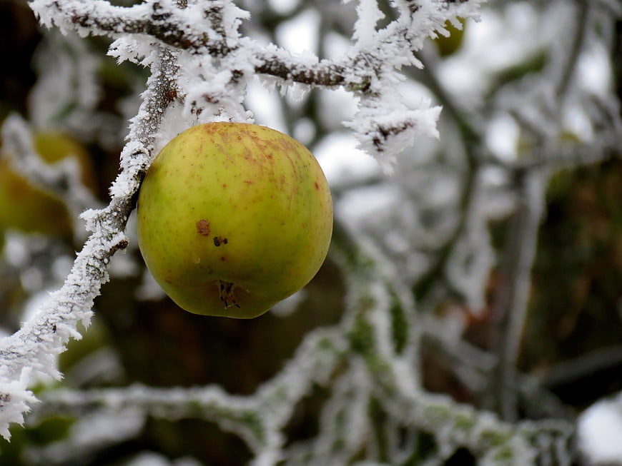 Green Apple Covered in Hoarfrost on Winter Branch
