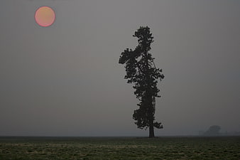 Lone Tree Silhouette in Hazy Smoke-Filled Landscape