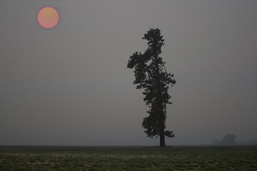 Lone Tree Silhouette in Hazy Smoke-Filled Landscape