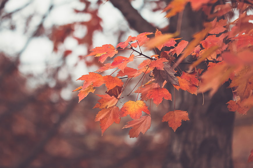 Close-up of vibrant orange maple leaves in autumn
