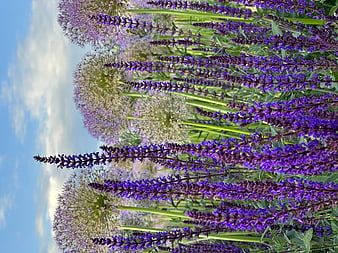 Vibrant purple salvia and allium flowers against blue sky